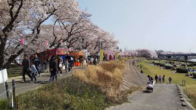 四日市市 十四川桜まつり 海蔵川桜まつりラン Like The Passing Wind