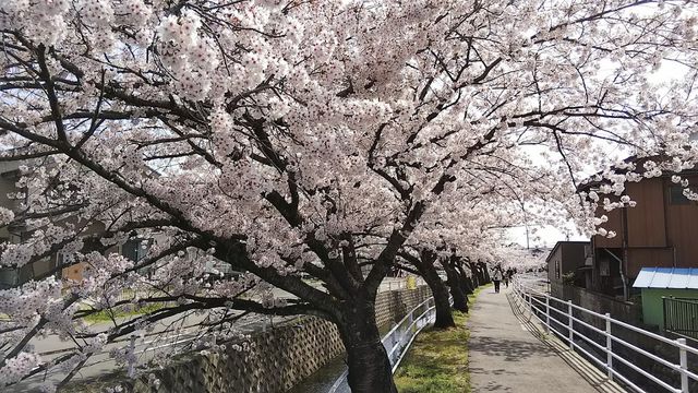 四日市市 十四川桜まつり 海蔵川桜まつりラン Like The Passing Wind