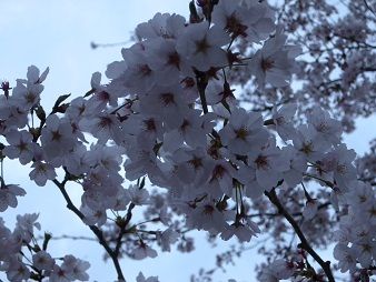 DSCN5184