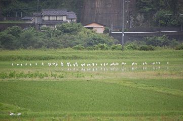 DSC_1286