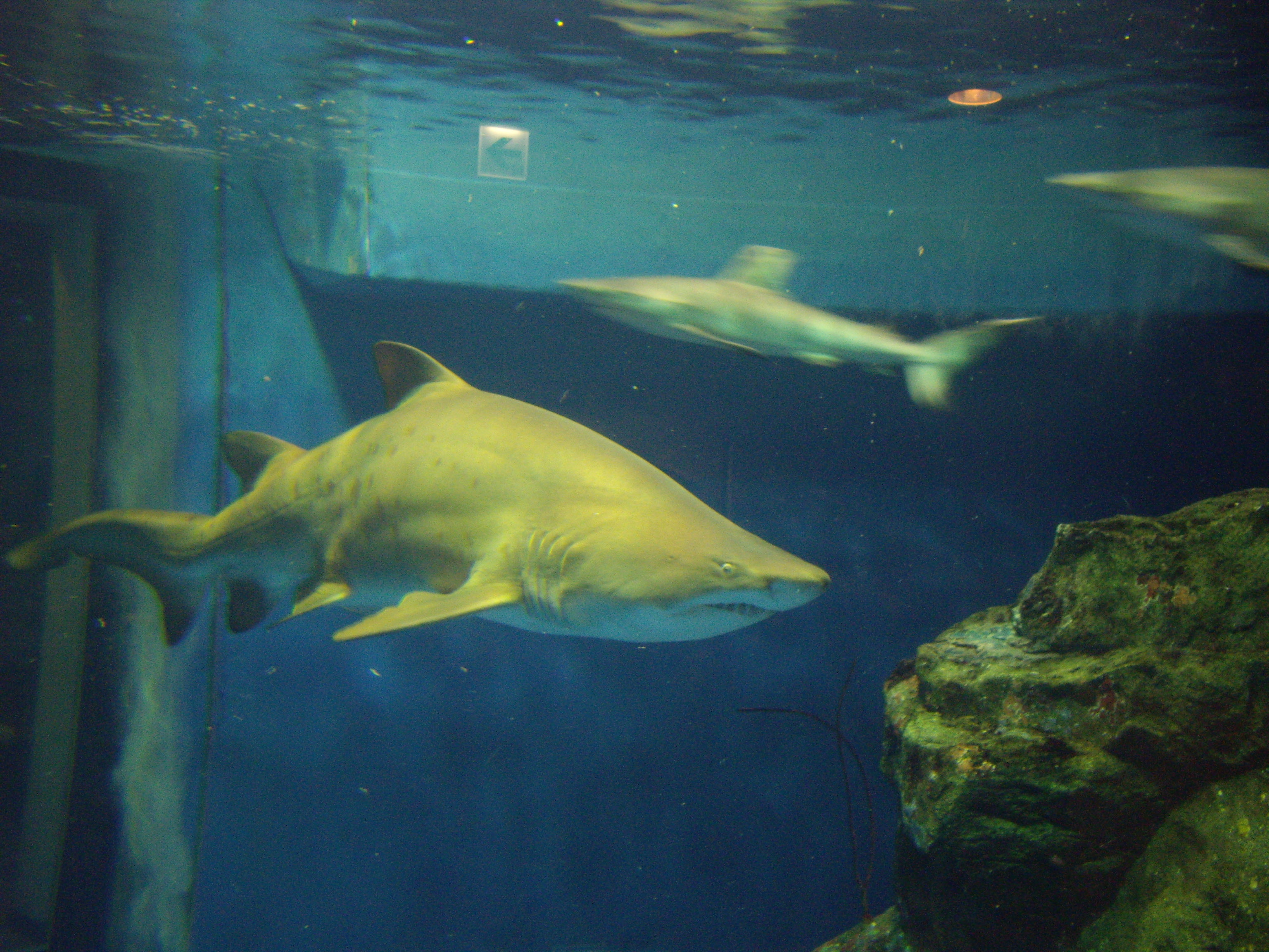 水族館レポート ２ しながわ水族館 １ 放浪哲学者 Shadow君のお部屋
