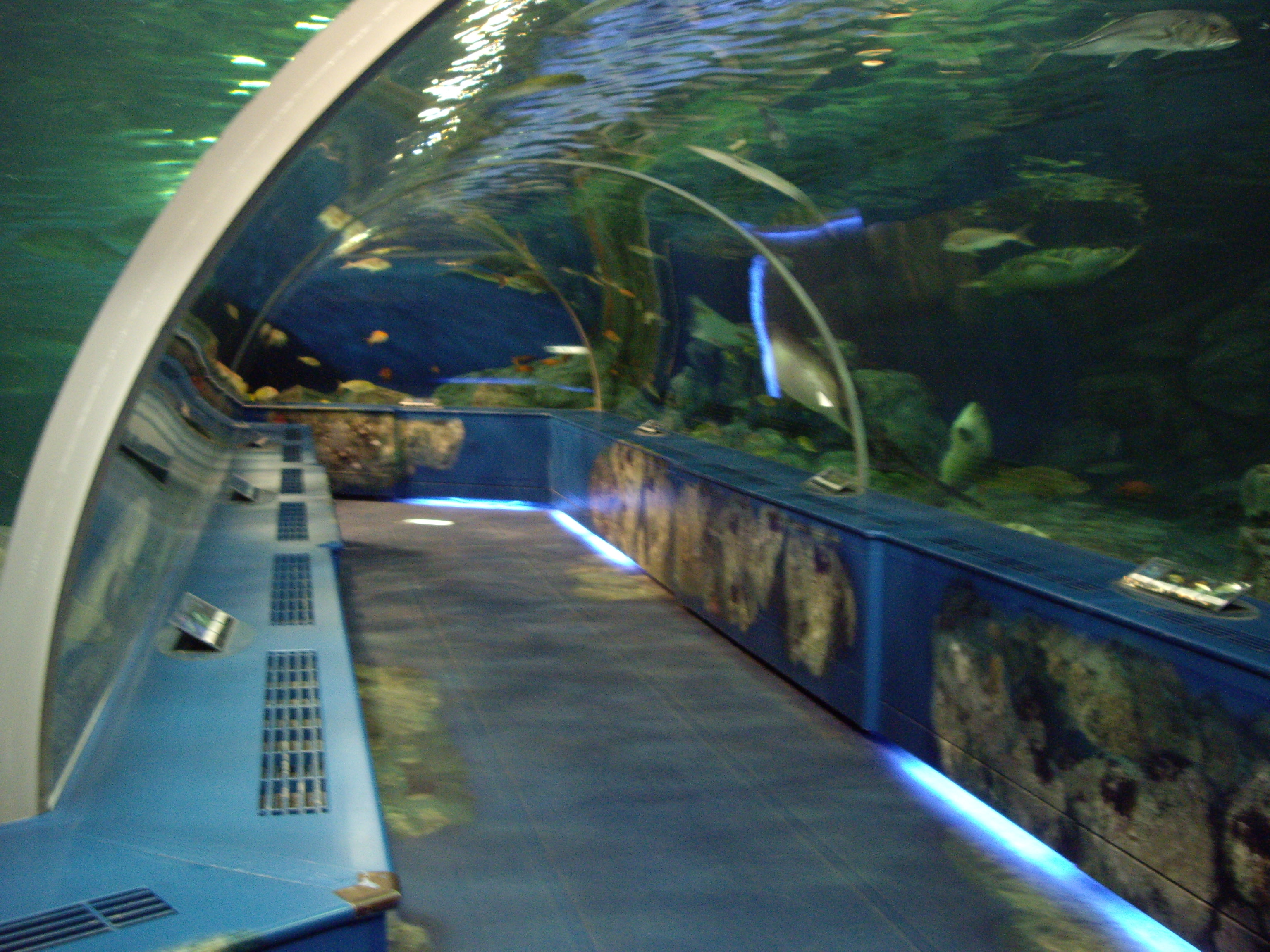 水族館レポート ２ しながわ水族館 １ 放浪哲学者 Shadow君のお部屋
