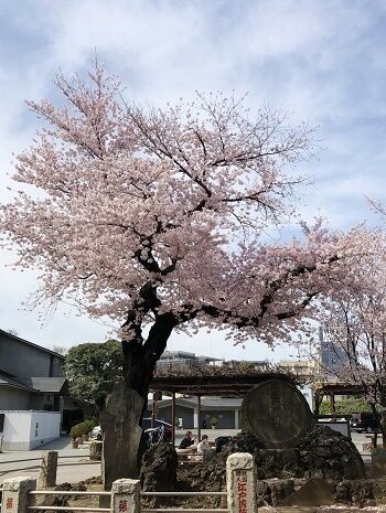 20220331祐天寺の桜3.jpg