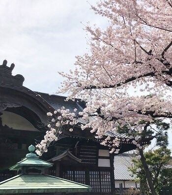 blogを始めて18年たちました:祐天寺の桜2022