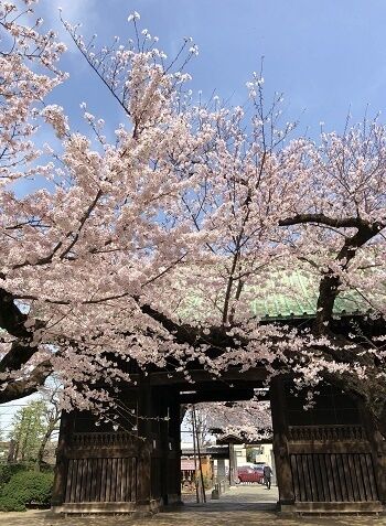 20220331祐天寺の桜2.jpg