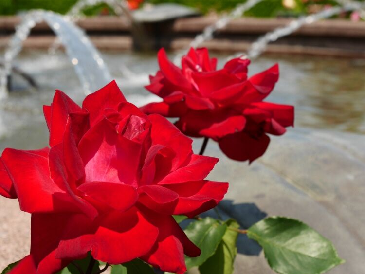 ばらまつり おでかけしましょう