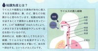 粘膜免疫1