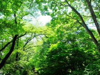 DSCF2390