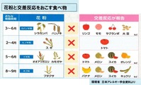 花粉と交差反応