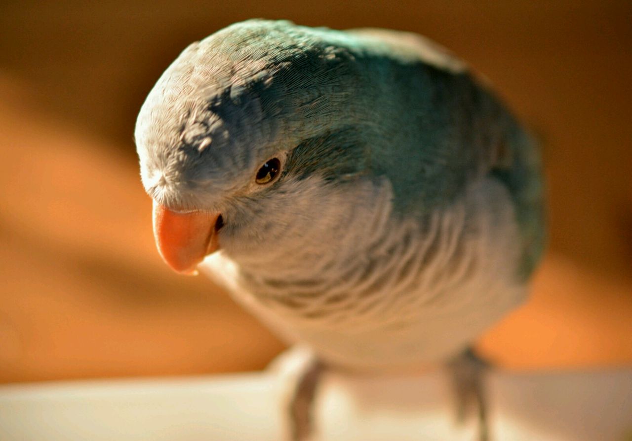 画像など オキナインコ大好き かわいい 休処 画像など オキナインコ大好き かわいい 休処