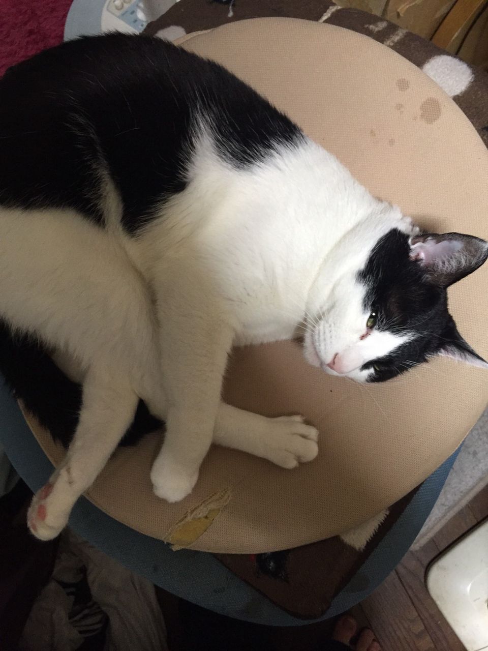 可愛い ﾈｯｺ ああおかえりいいいいいいい ｱﾀﾏｺﾞﾝｺﾞﾝｺﾞﾝ 休処