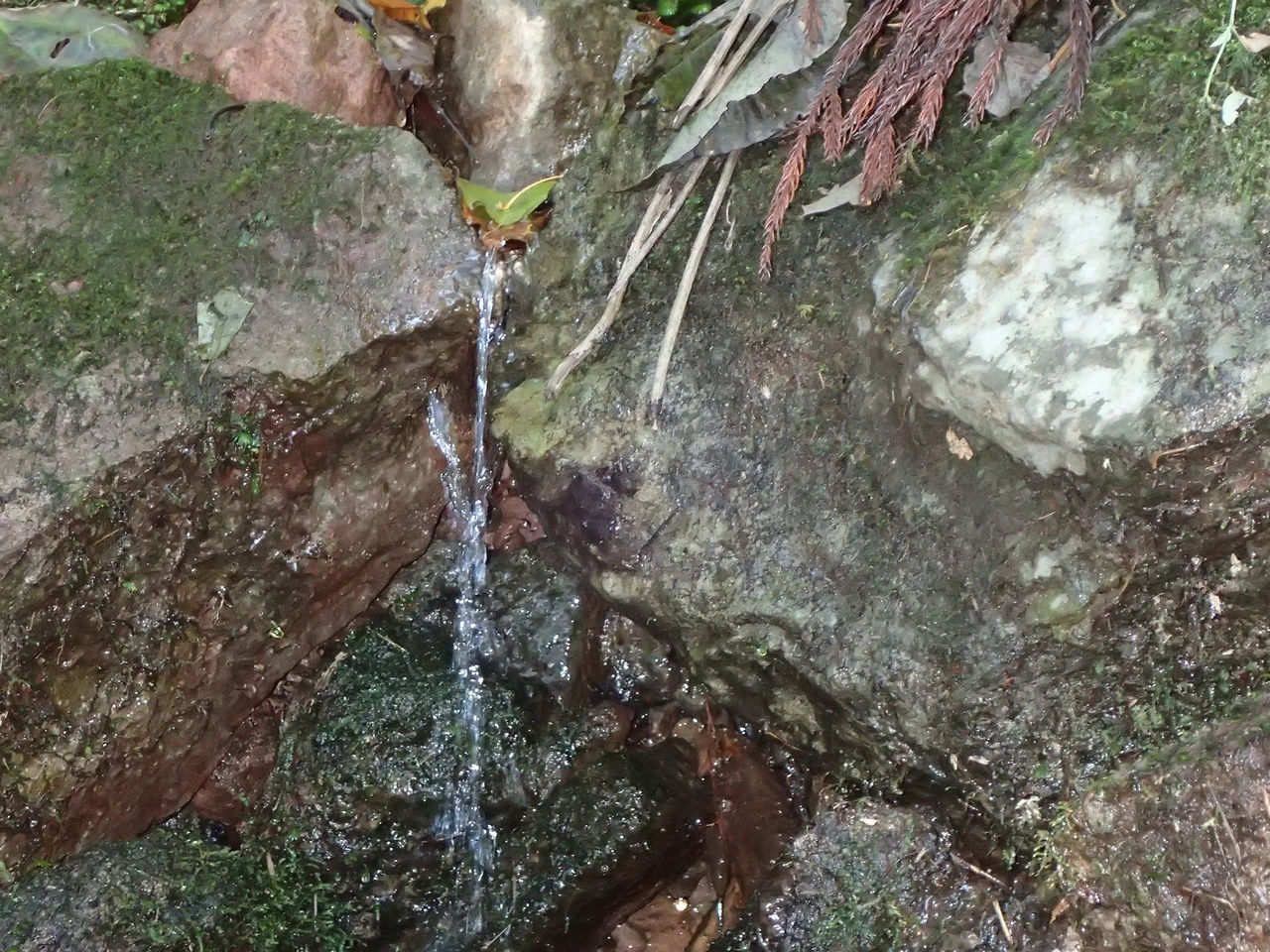 大河の一滴 九頭龍鮎の会