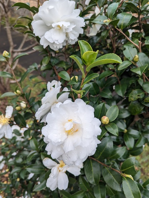 椿