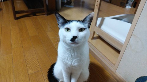 写真1