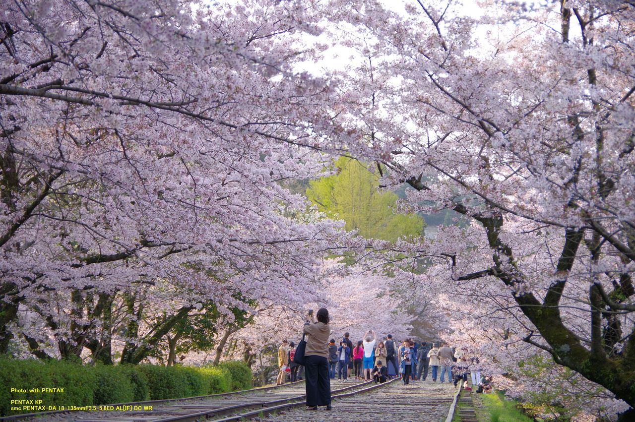 京都桜花探訪 17 With Pentax