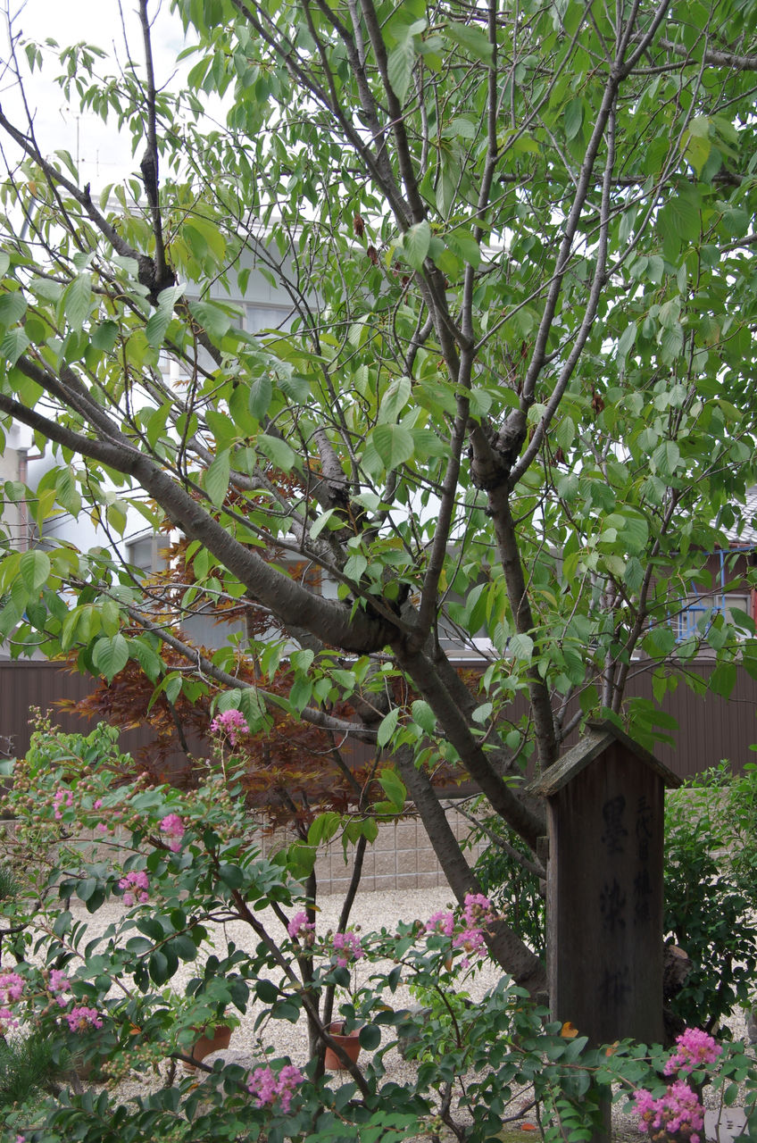 墨染櫻寺 京都秘封探訪 墨染櫻寺 京都秘封探訪