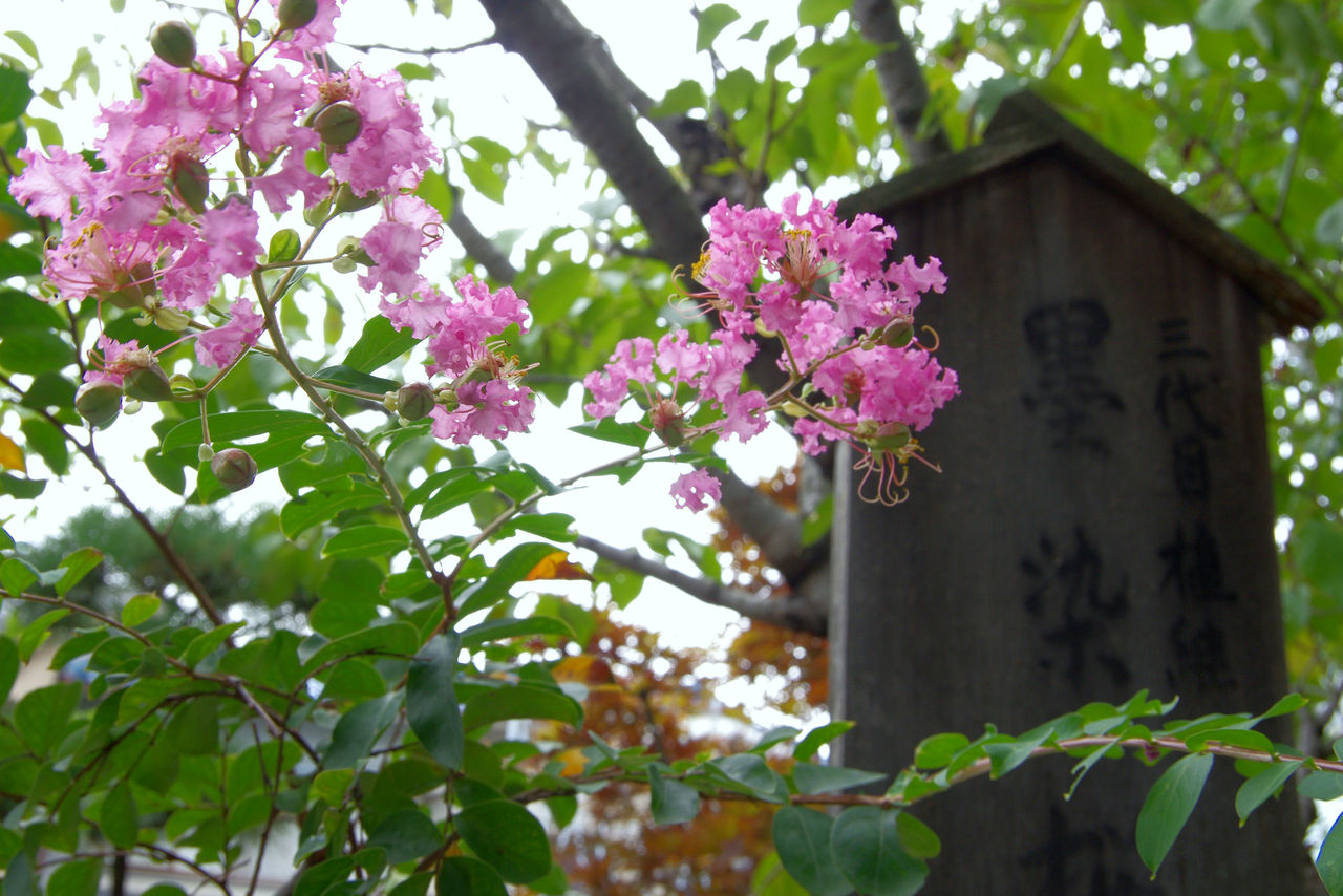 墨染櫻寺 京都秘封探訪 墨染櫻寺 京都秘封探訪