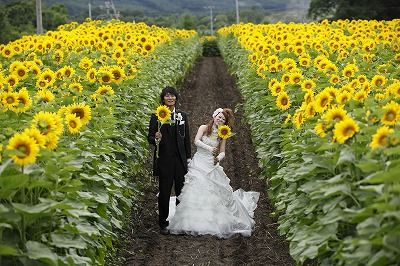 念願のひまわり畑での撮影 北海道十勝リゾートウエディング 帯広 結婚式 レベ ウエディング