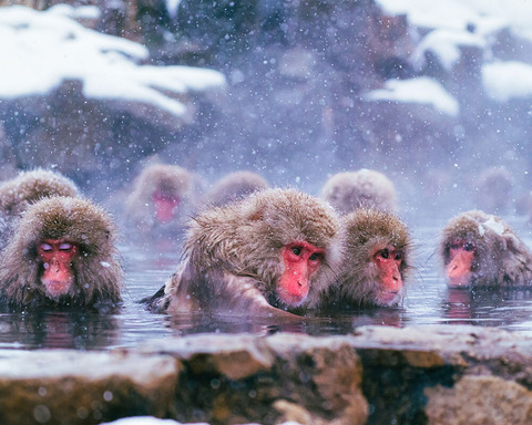 snow-monkey-park-01