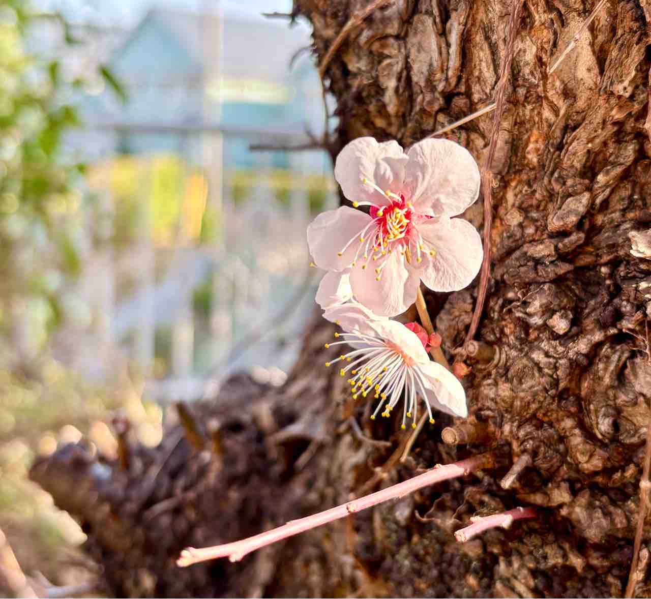 すっとこどっこい 横浜再び！ : 東風吹かば 思い起こせよ梅の花