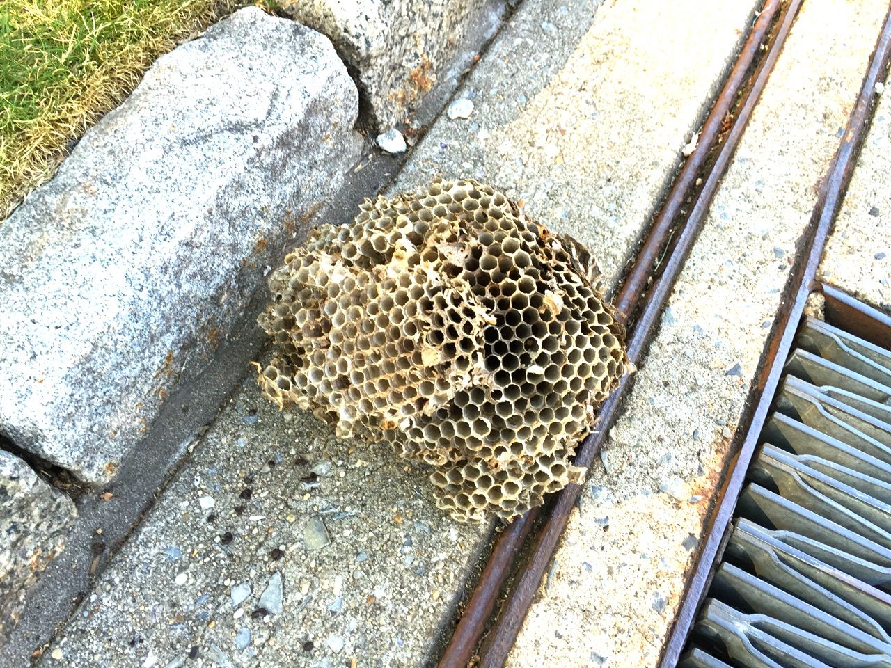 落ちていた蜂の巣 すっとこどっこい 横浜再び