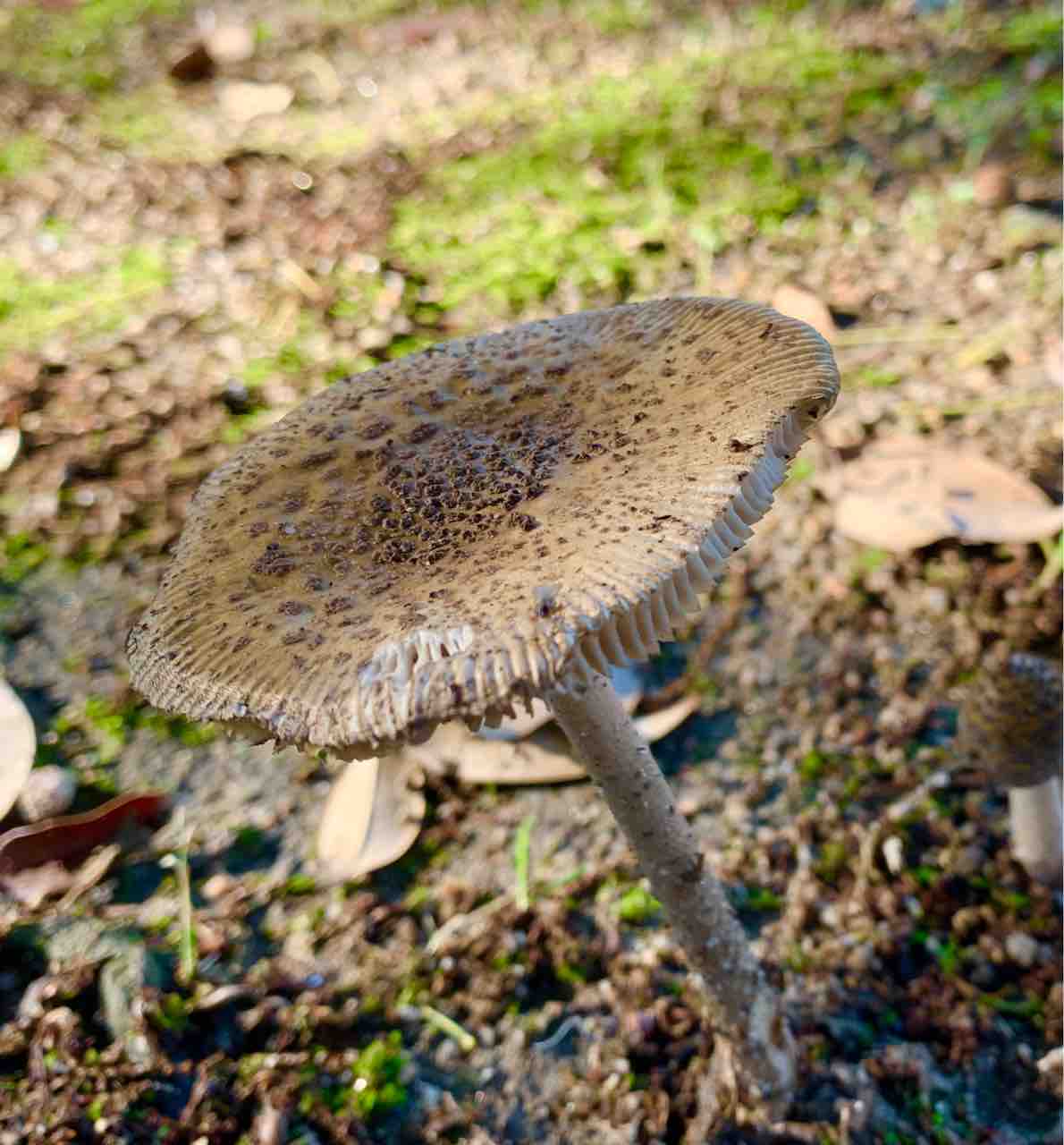 徳山に生える毒きのこ すっとこどっこい 横浜再び 徳山に生える毒きのこ すっとこどっこい 横浜再び