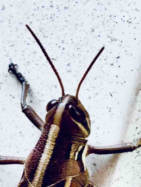 仮面ライダーってバッタだよね すっとこどっこい 横浜再び