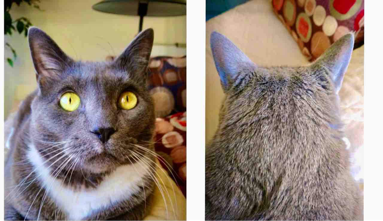 21年3月変態猫倶楽部 後ろ頭特集 すっとこどっこい 横浜再び