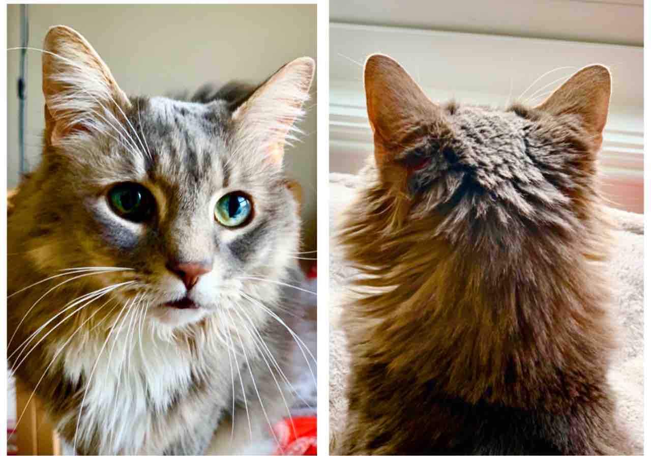 21年3月変態猫倶楽部 後ろ頭特集 すっとこどっこい 横浜再び