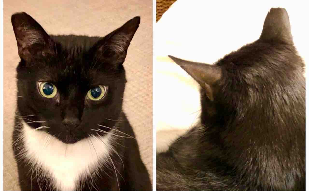 21年3月変態猫倶楽部 後ろ頭特集 すっとこどっこい 横浜再び