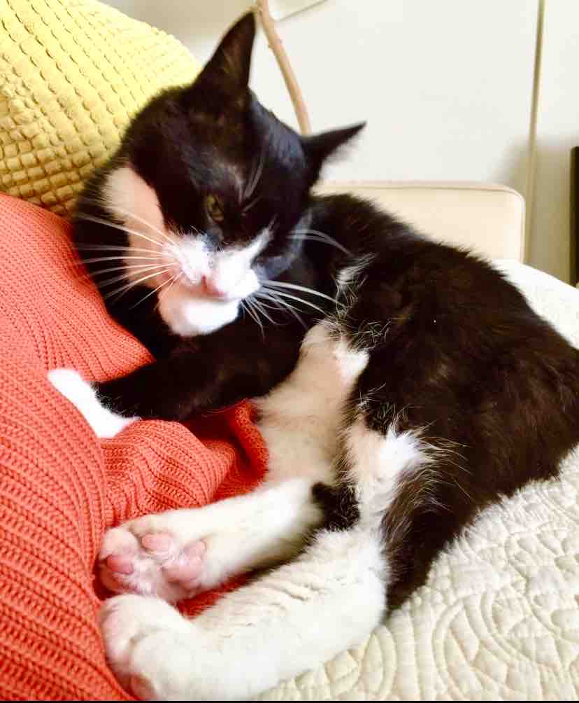 年8月変態猫倶楽部は 肉球祭り すっとこどっこい 横浜再び 年8月変態猫倶楽部は 肉球祭り すっとこどっこい 横浜再び