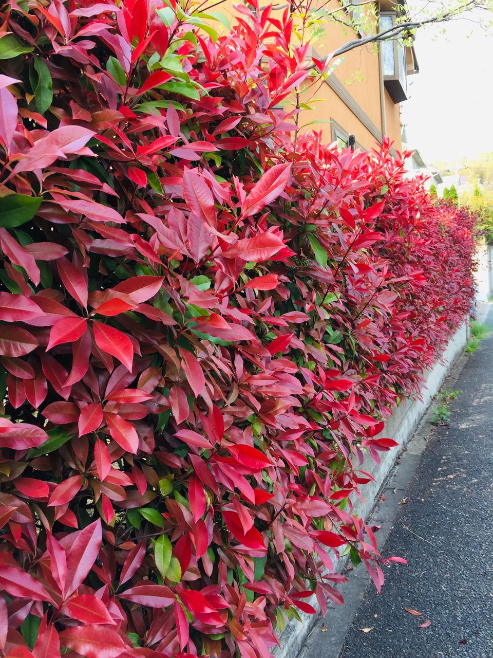 春紅葉のように美しい生け垣 すっとこどっこい 横浜再び