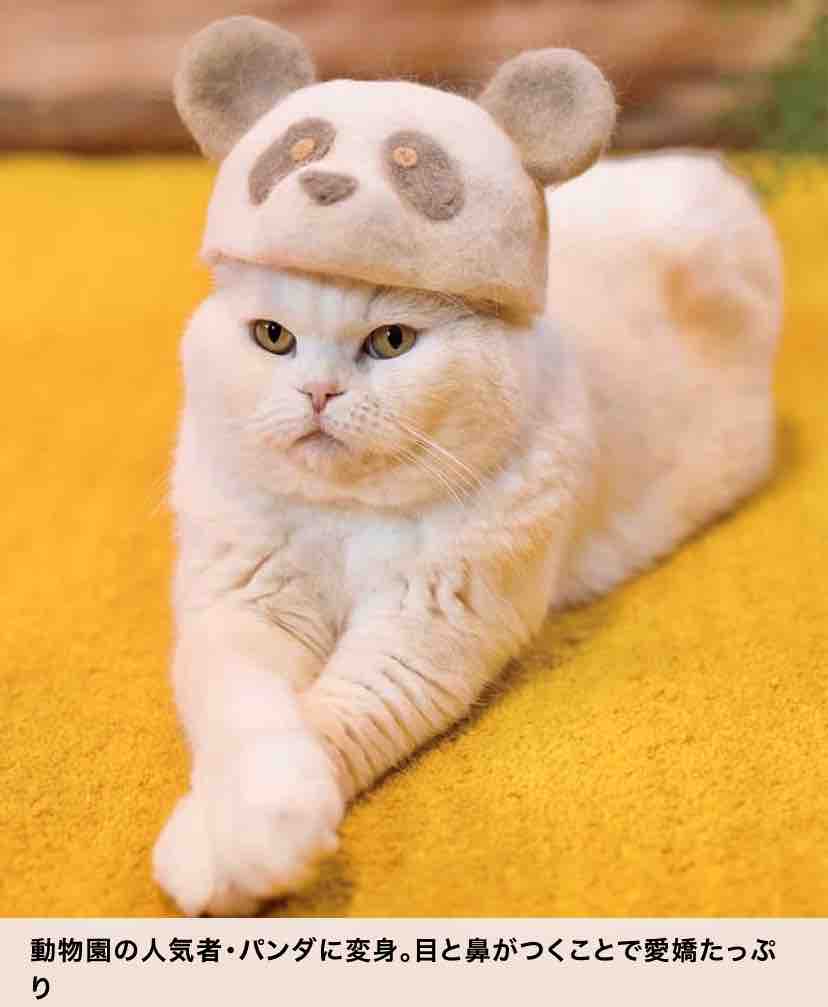 吹き出すのを我慢出来んわ すっとこどっこい 横浜再び 吹き出すのを我慢出来んわ すっとこどっこい 横浜再び