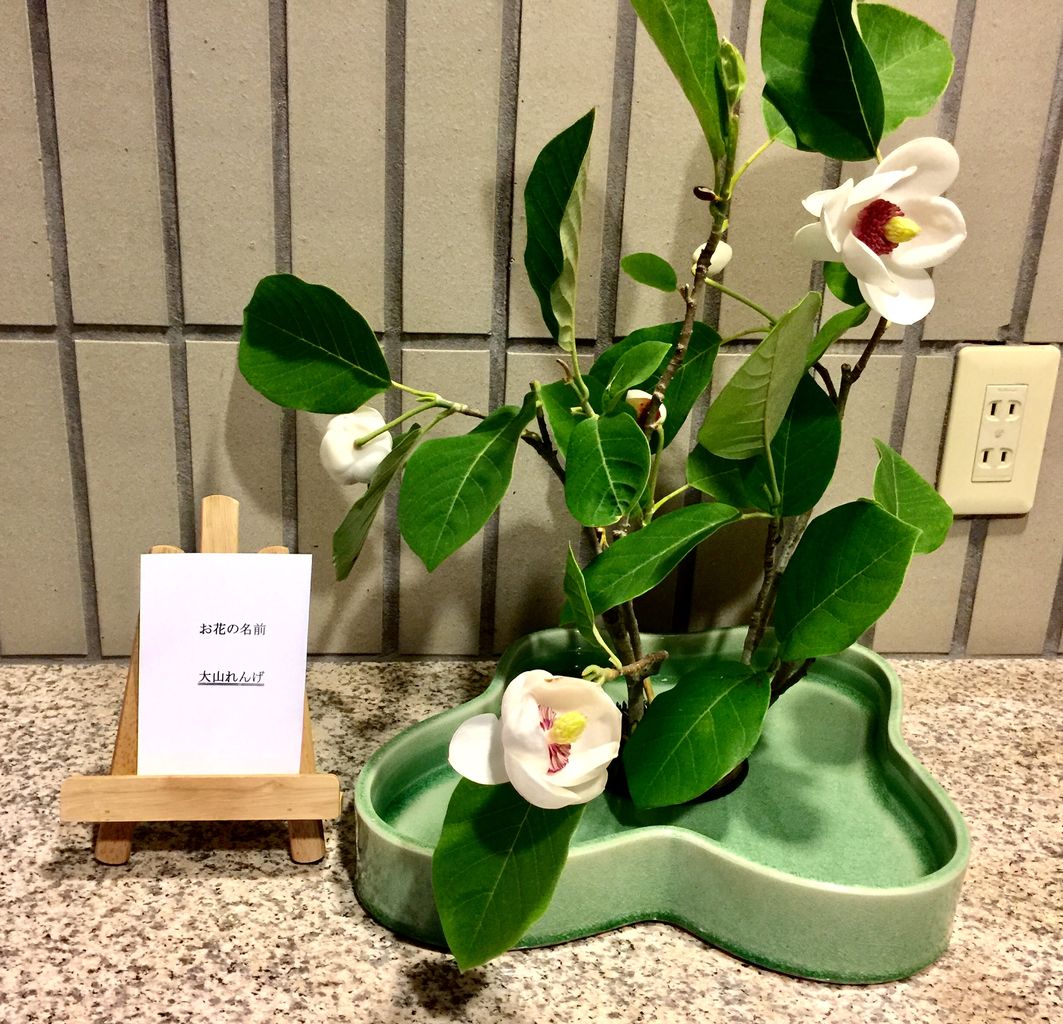 れんげ れんげ 何故あなたはれんげなの すっとこどっこい 横浜再び