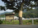 DSCN3116