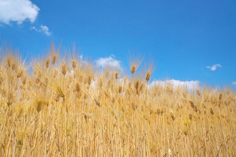 250531_熟麦のうれとほりたる色深し