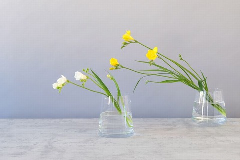 250316_うまさうなコップの水にフリージヤ