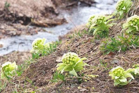 250121_さきがけて地を割りそめし蕗の薹