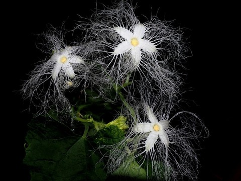 260822_からすうりのレースの花がしゆつとひらき