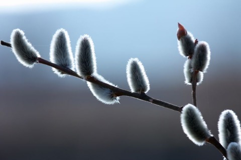 260201_二月はや天に影してねこやなぎ