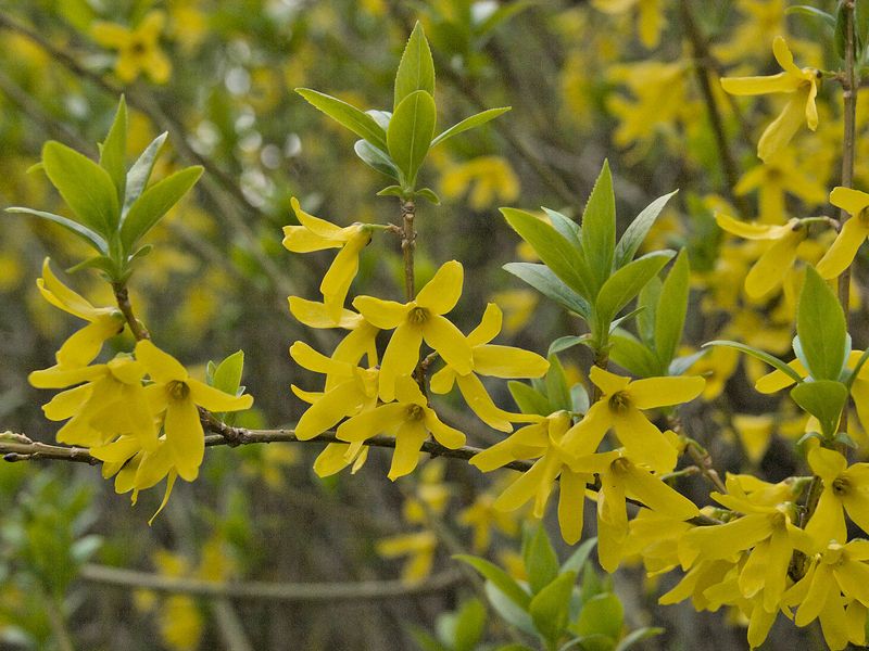 1270 レンギョウの 鮮やかに咲きいたる庭 万葉歳時記 一日一葉
