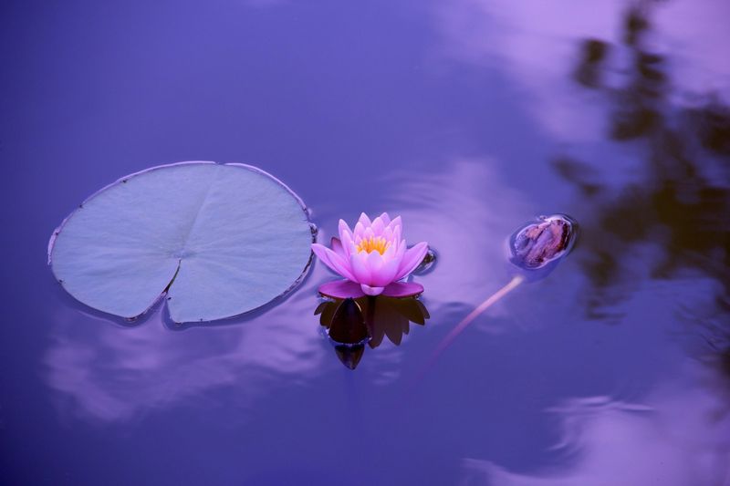 3239 紫の睡蓮の花ほのかなる 他俳句 万葉歳時記 一日一葉