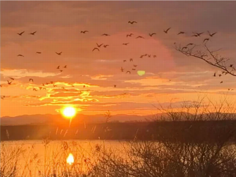 250409_燕来る時になりぬと雁がねは