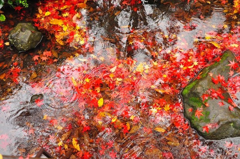 から 神代 くれ ず くくる ちはや も ふる は 水 に 聞か 竜田川 な ゐ と 😍ちはや ぶる