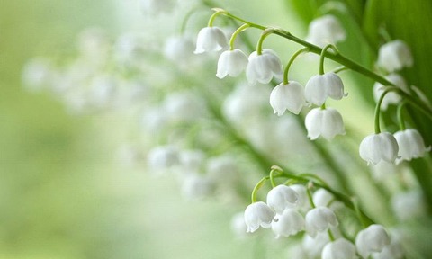 260513_鈴蘭の白きに込める花言葉