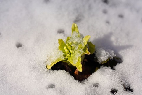 260121_蕗の薹雪をくぼめてはなやかに