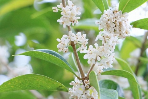 251019_夜道よし木犀の香のとゞきゐて