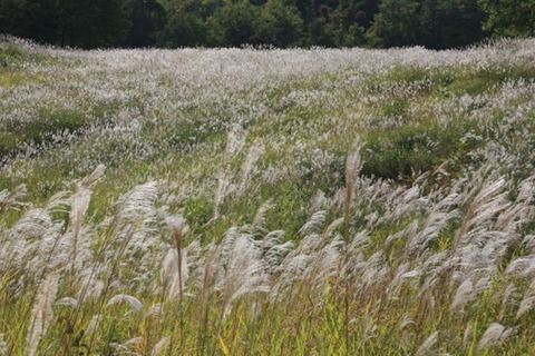 250901_をぎの葉にかはりしかぜの秋のこゑ