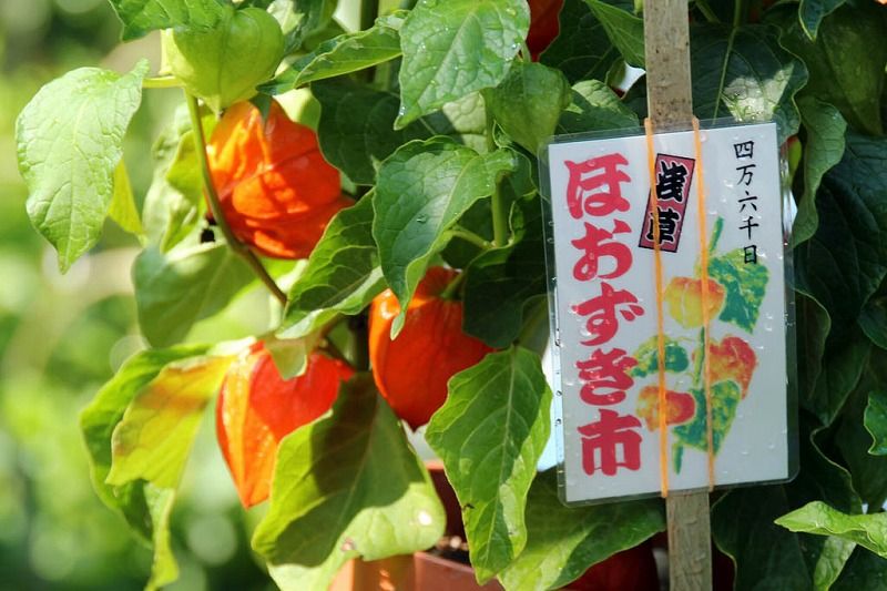 1737 鬼灯を 口にふくみて 鳴らすごと 万葉歳時記 一日一葉 1737 鬼灯を 口にふくみて 鳴らすごと 万葉歳時記 一日一葉
