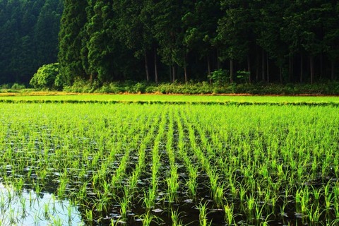 250425_みかくれてすだくかはづの声ながら
